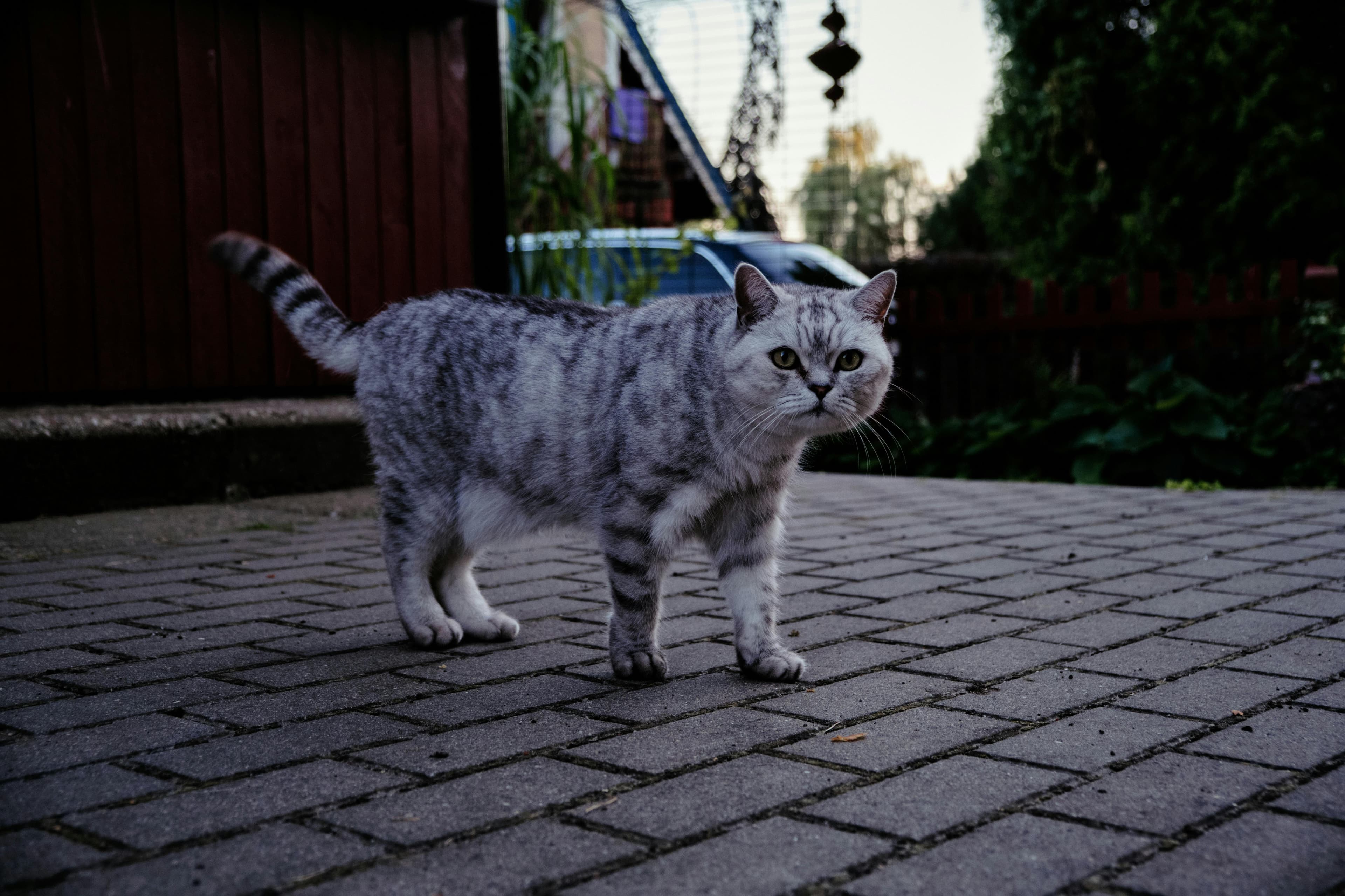 International Pet Shipping Services Market Growth Trends Report